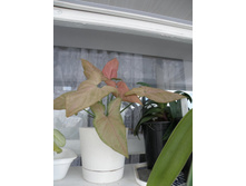 ��������� �������