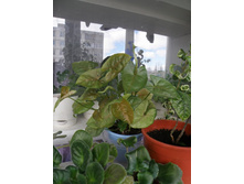 ���� ����������