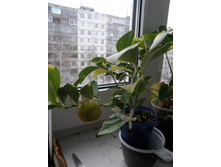 ���������� �����������