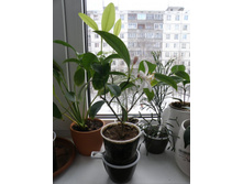 �������� ��������� 