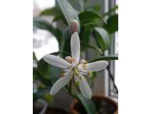 ������ ��������� ���������� 