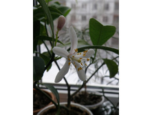 ������ ��������� ���������� 2