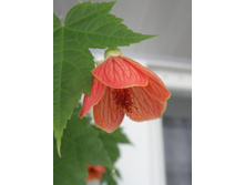 ������ - ������