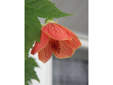 ������ - ������ 2