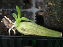 ��� ������� 