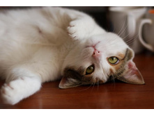 �������� (�������� ������)