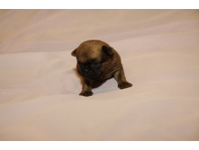 ����� �� ���2.JPG