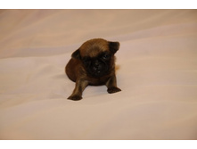 ����� �� ���3.JPG