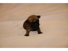 ����� �� ���4.JPG