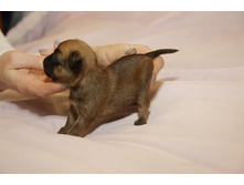 ����� �� ���5.JPG