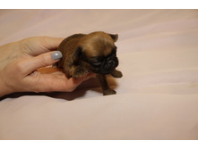 ����� �� ���7.JPG