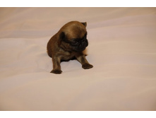 ����� �� ����1.JPG