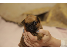 ���� ����������477.JPG