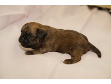 �������� �������� � �������.JPG