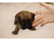 ������� ��������5.JPG