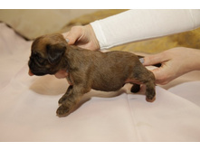 ������� �������� �� ����.JPG