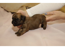 ������� �������� ���� ����������1.JPG