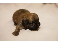 ������� ��������.JPG