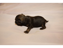 ������� �����.JPG