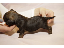 ������� � �������.JPG