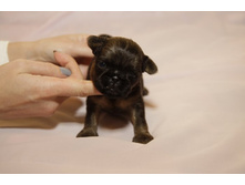 �������� �������� � ���.JPG