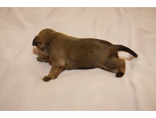 ������� ������ �����������.JPG