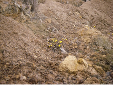 ������ ��������