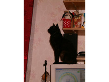 � � ��� ������� "������ �����"