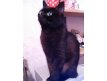 "����������" �������