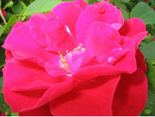 ���� ����