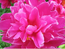 �������-��������