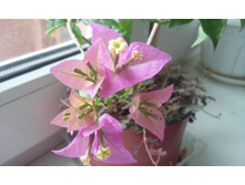 ���� ������, ����� 2011�