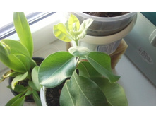 ����������� 014.jpg