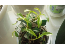 ����������� 004.jpg