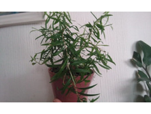 ����������� 005.jpg