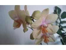 ����������� 006.jpg