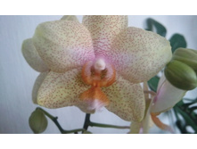 ����������� 008.jpg