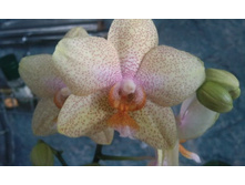 ����������� 010.jpg