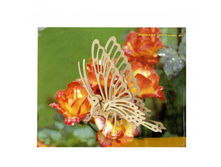 39,5 ������� ���.jpg