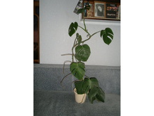 �������� ���������