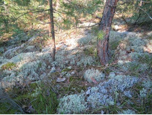 ���� �������