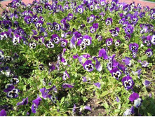 ���� ����������