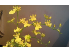 ����������� 003.jpg