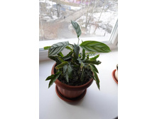 �������-���������