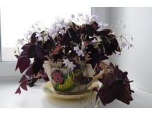 �������