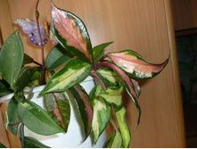 ���� ������� ��������