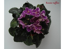 foto7.JPG
