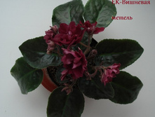 foto11.JPG