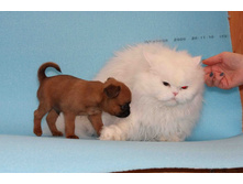 ����� ������.JPG