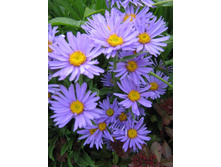 ����� �.jpg